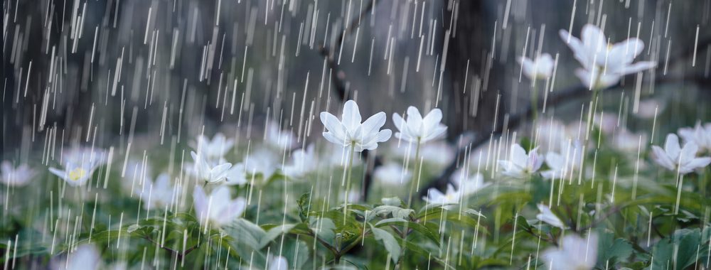April showers and heavy rains cause flooded basements and water damage | Services by McMahon Services and Construction of Chicago, Arlington Heights, Berwyn, Des Plaines, Evanston, Grayslake, Mundelein, Libertyville, and Skokie, IL