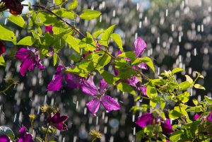 Proper landscaping can prevent your basement from flooding | Water damage cleanup Chicago and water damage restoration service from Services by McMahon Services and Construction of Chicago, Arlington Heights, Berwyn, Des Plaines, Evanston, Grayslake, Mundelein, Libertyville, and Skokie, IL