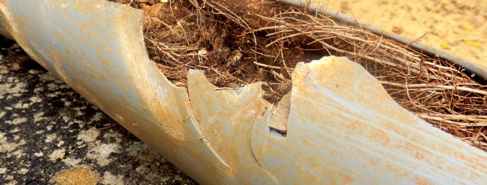 Tree roots can cause sewage damage to your home | Sewage damage cleanup services-by-mcmahon-services-and-construction-of-Chicago-Arlington-Heights-Berwyn-Des-Plaines-Evanston-Grayslake-Mundelein-Liberyville-Skokie-IL